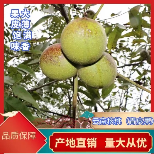 2024年云南青皮核桃青皮核桃原厂基地直发，正宗分拣精精品货