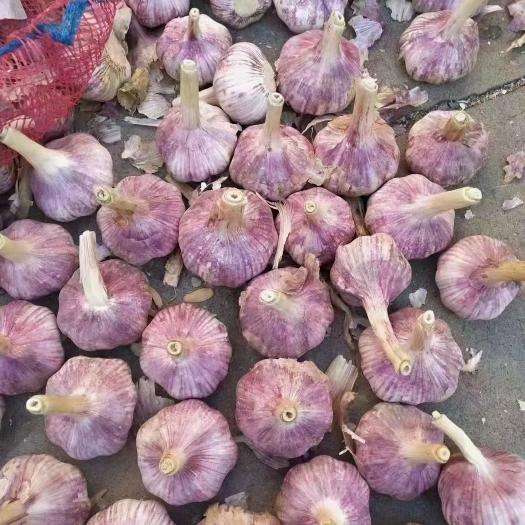 金乡县山东金乡红皮太空大蒜
