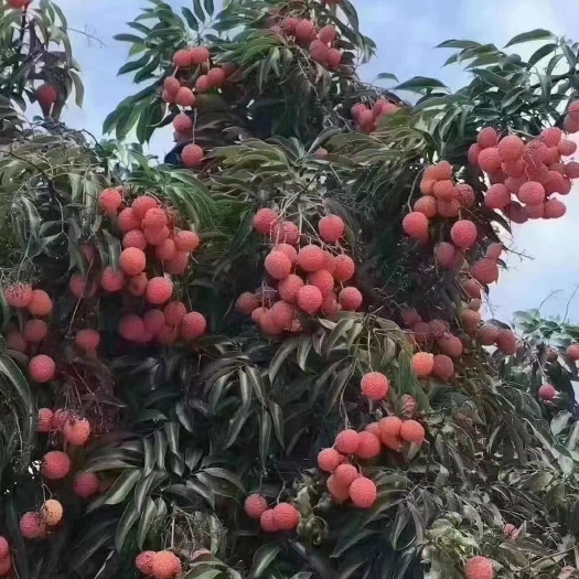 广州桂味