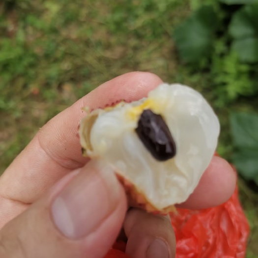 合浦县合浦公馆香山鸡嘴荔枝