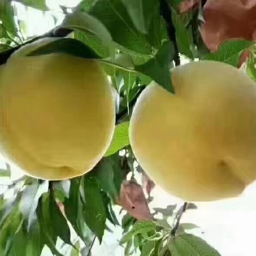 炎陵县炎陵黄桃:香、脆、甜