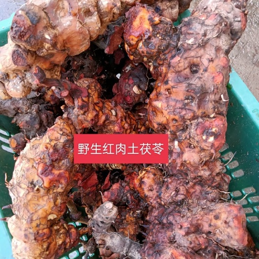 云南红肉土茯苓现货，深山采挖无硫中药材土茯苓
