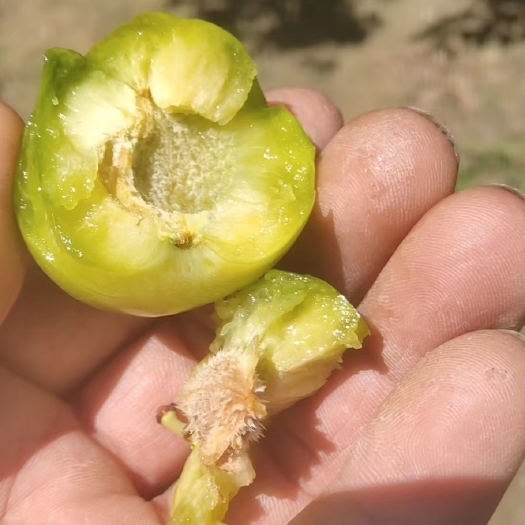 大荔县清脆李子