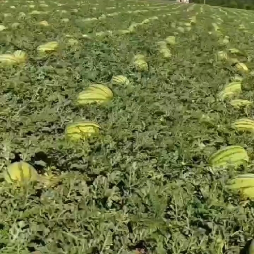 宁夏硒沙瓜陆续发货？