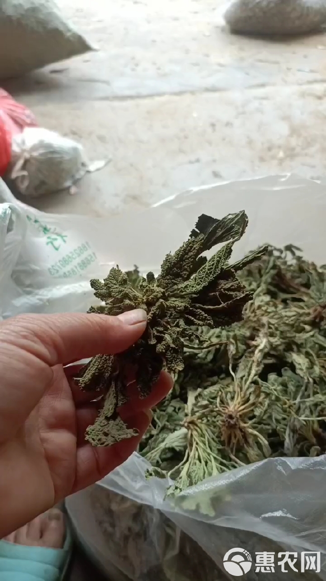 癞蛤蟆草又称荔枝草小苗鲜货深山釆挖批发零售