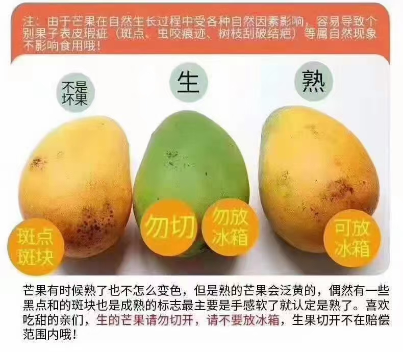 芒果，大台小台芒现采摘