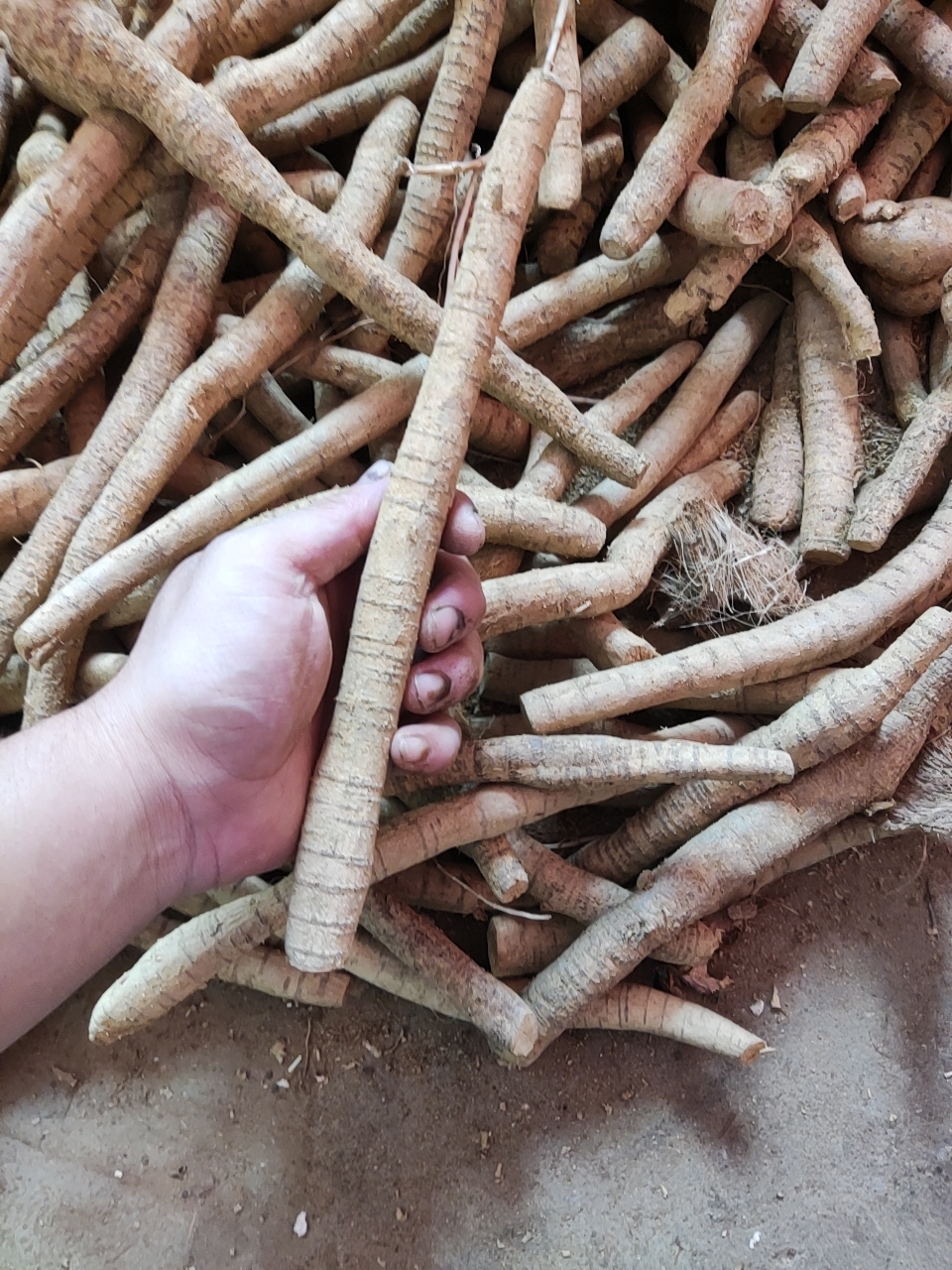 牛大力，小叶小牛