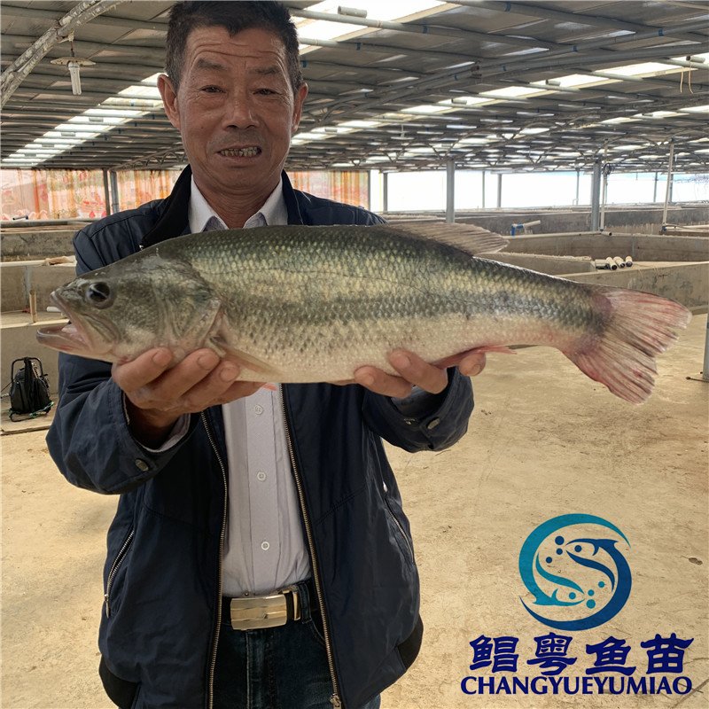 广州优鲈三号【加州鲈鱼苗】训化饲料 淡水鲈鱼苗 多种规格出售