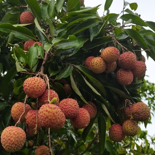 博罗县桂味荔枝，果园直批