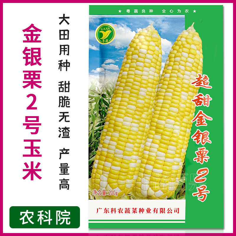 广州超甜金银栗2号玉米种籽四季高产特大水果甜玉米种孑省农科院种子