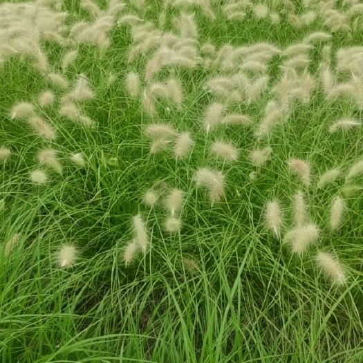 杭州白美人狼尾草