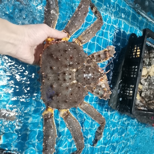永康市帝王蟹