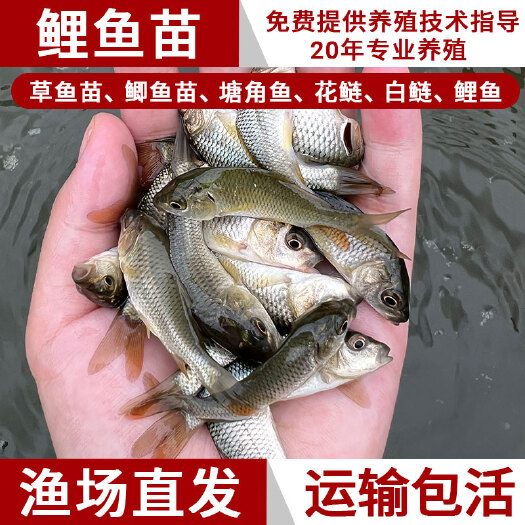 博罗县优质黑鲤鱼苗淡水养殖食用活体特大鱼苗稻田鲤红鲤鱼苗小鱼苗