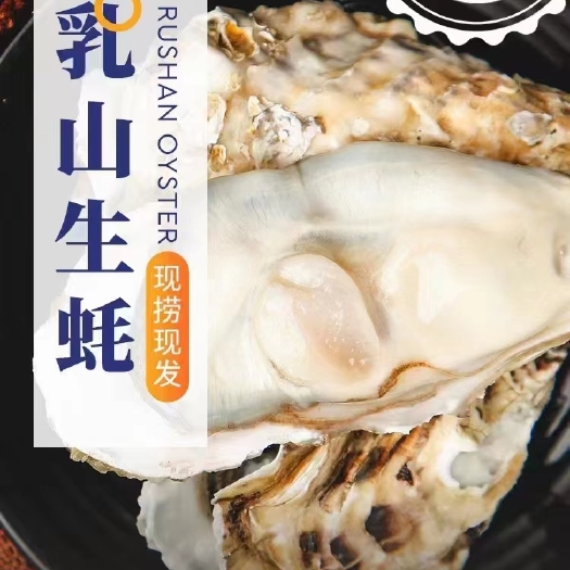 乳山市山东威海乳山市蚝友汇海产品批发，品种有三倍体二倍体