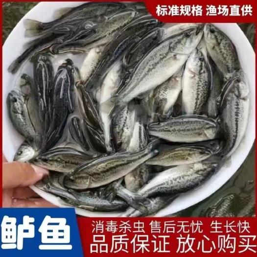加州鲈鱼苗 支持送货上门，货到付款量大从优，四川，云南，贵州