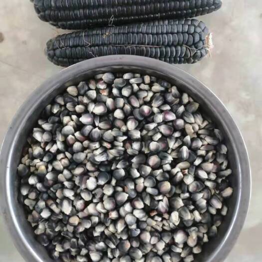 平阴县航天多杆多穗黑玉米种