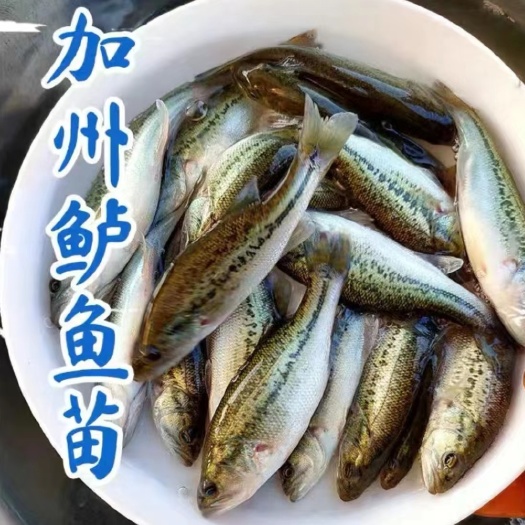 加州鲈鱼苗 支持送货上门，货到付款量大从优，四川，云南，贵州