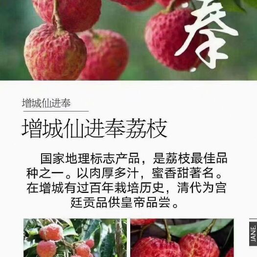 广州增城仙进奉荔枝