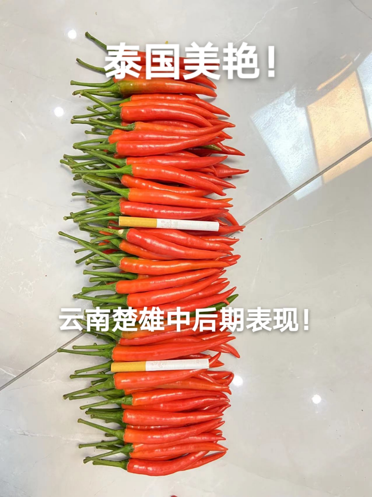 高产抗病大果型艳红辣椒/朝天椒种子–泰国美艳