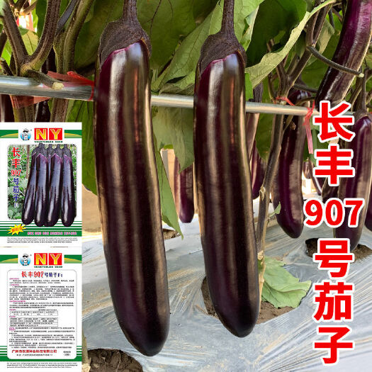 长丰907号茄子种抗病性强高产深紫红长茄子种籽大田春秋蔬菜种