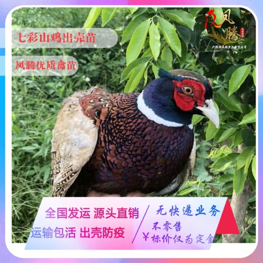广东山鸡苗七彩山鸡苗出壳防疫源头孵化品种优良