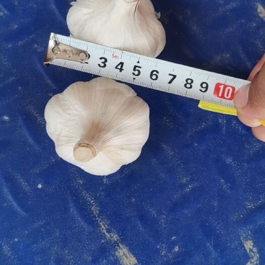 射阳县江苏射阳大蒜