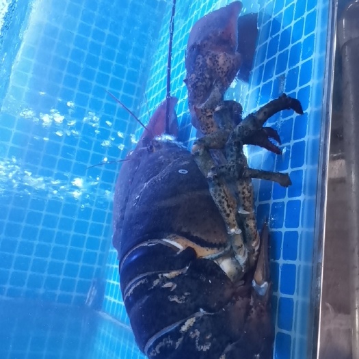 永康市大波龙