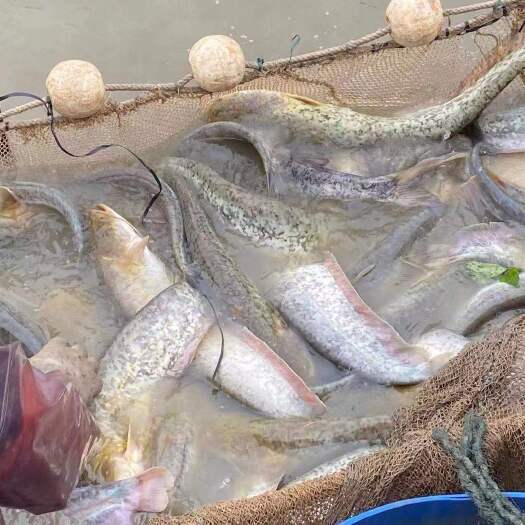 广州大口鲶
