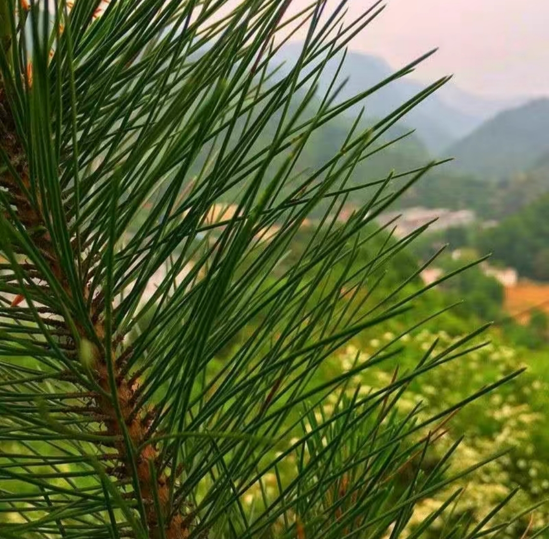 松针茶 自然生长松针天然绿色（鲜)