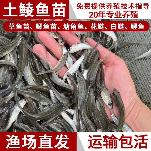 博罗县鱼苗大鲮鱼苗土鲮鱼苗麦鲮泰鲮鱼苗活体冷水淡水养殖食用小鱼苗