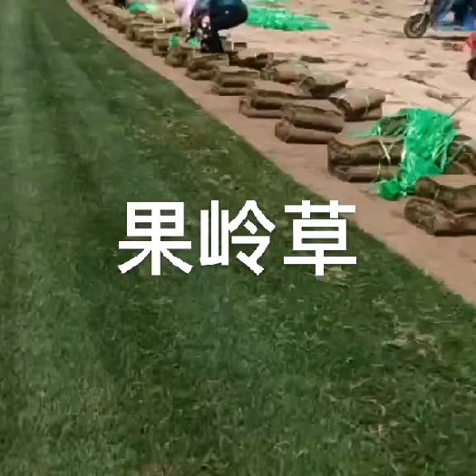 五河县果岭草