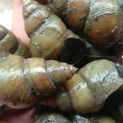 薄壳大石，特石螺，一年四季供应，无中间商，质量好，货发全国