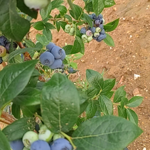 长沙北路蓝莓