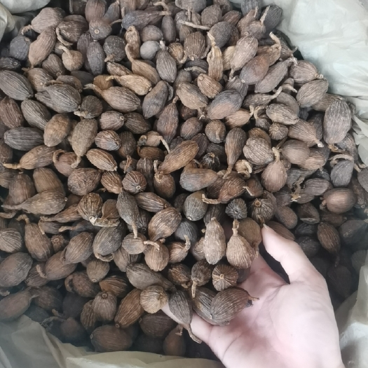 草果