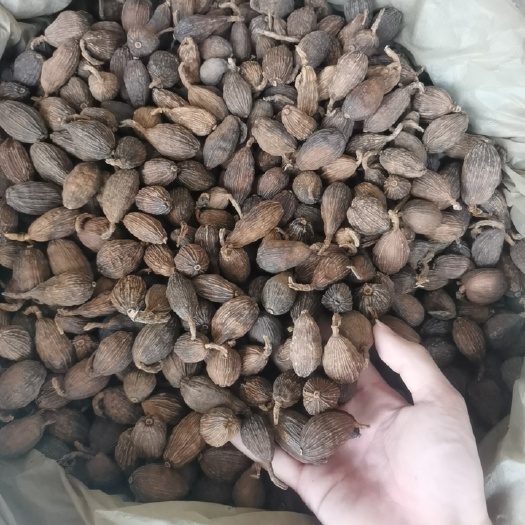 玉林草果