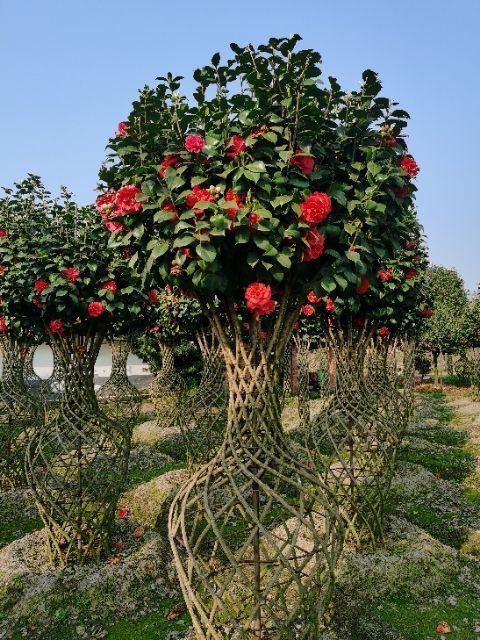 成都茶花树