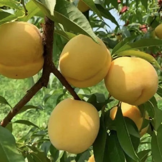 沂水县沂蒙山黄桃