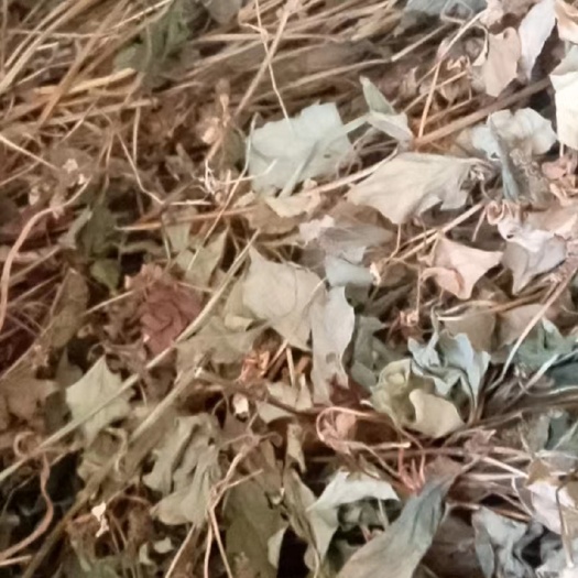 光山县鱼腥草 干度好批发零售