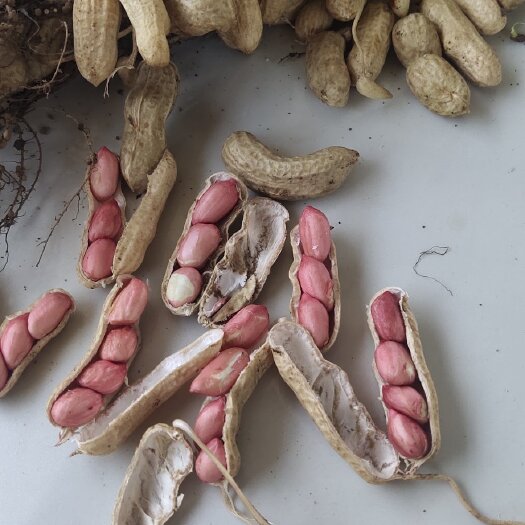 湖北鲜花生 带壳鲜果四粒红花生 小白沙 红皮花生 颗粒饱满