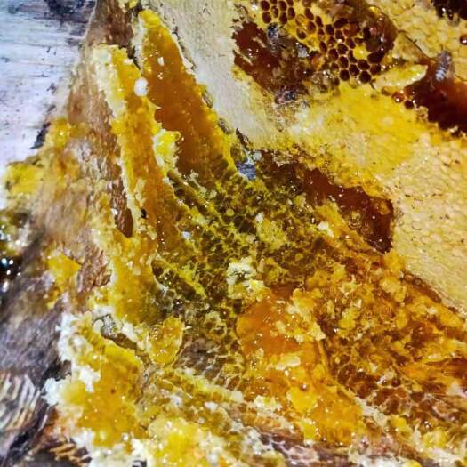 成都天然纯种蜂蜜