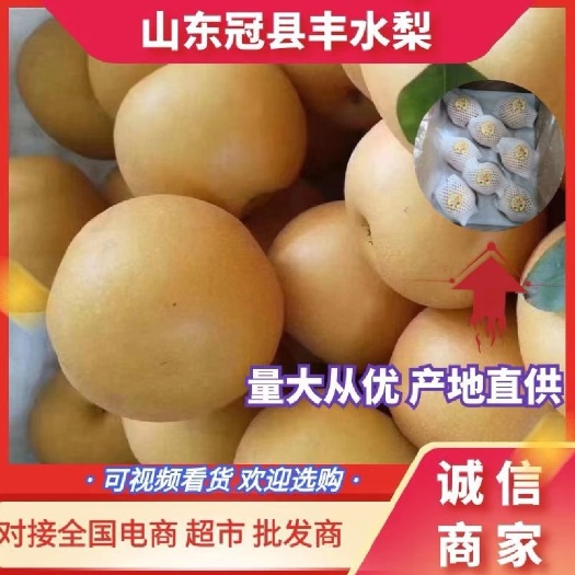 冠县山东冠县丰水梨已大量上市货源充足出口品质《对接商超》
