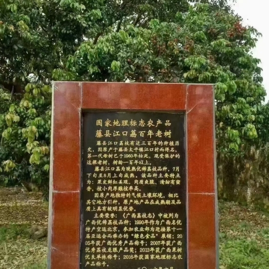 藤县广西藤县太平江口荔枝，你想要的荔枝！