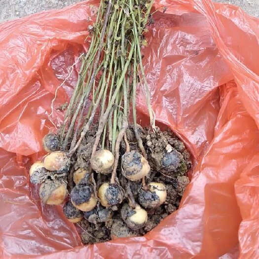 宁远县茅膏菜、地下明珠