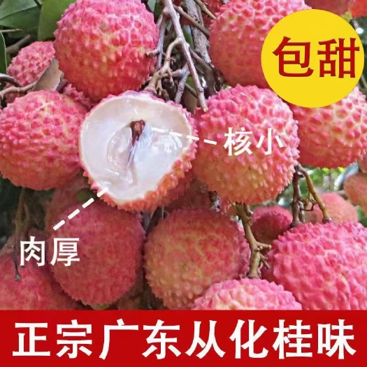广州从化石门国家森林公园桂味荔枝