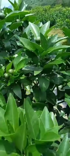 阳朔县沃柑苗，易挂果，易管理，苗场直销，无中间商，