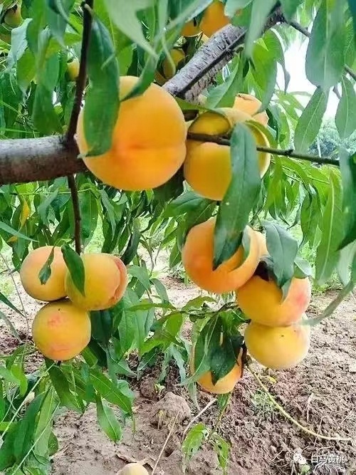 宣汉县高山黄桃
