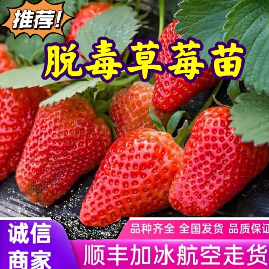 平度市红颜 章姬 甜宝脱毒草莓苗现挖现发顺丰加冰发货