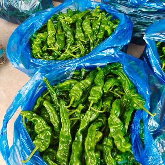 南通精品小皱皮辣椒，量大有货，保质保量，南通海门，各种蔬菜瓜果