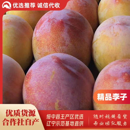 绥中县李子基地，2024年大红袍李子，盖县李子，秋红八一李子