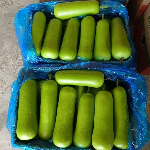 南通精品瓠瓜，量大有货，保质保量，南通海门，各种蔬菜瓜果
